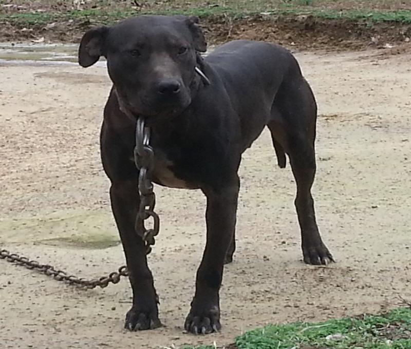 Kimbrell's Max