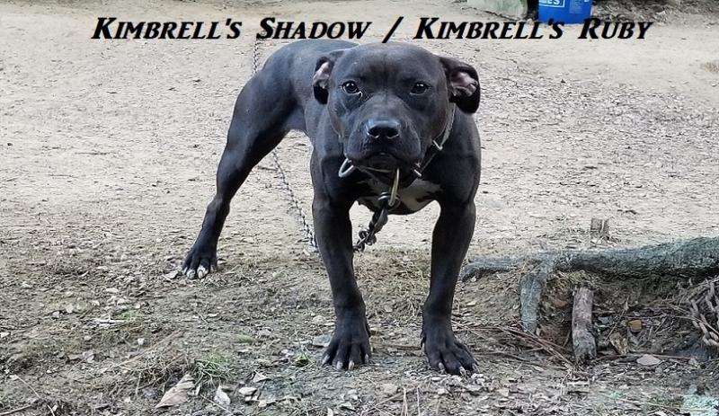 Kimbrell's Libie